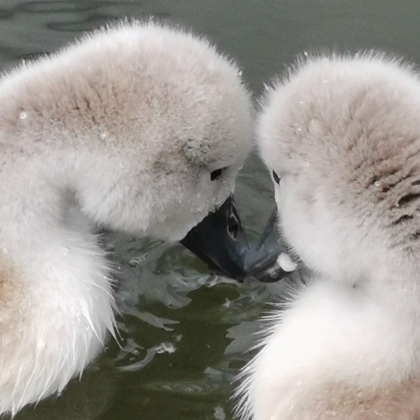 Tudor Caravan Park - Gossipping Swans by Sally Owen